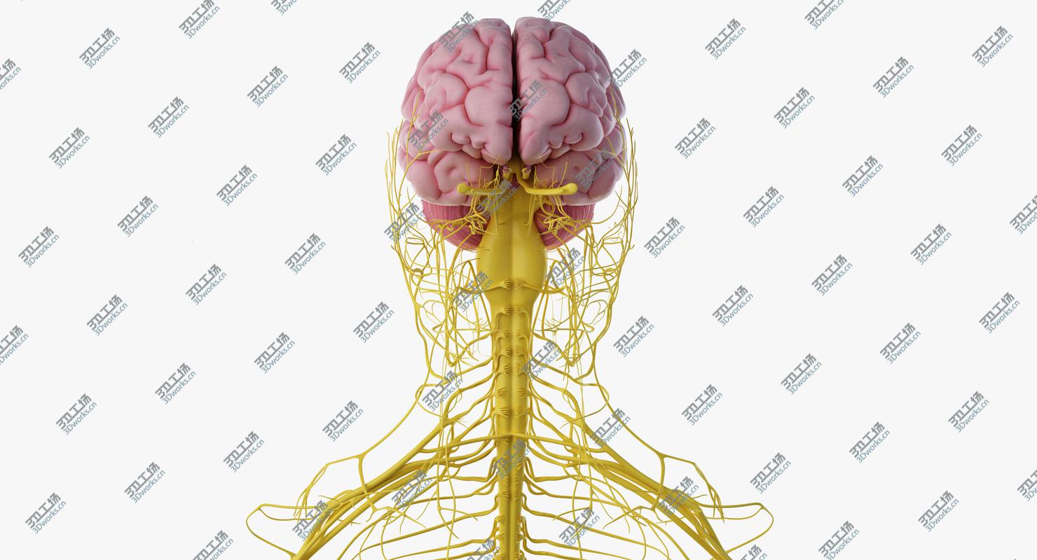 images/goods_img/2021040231/3D Male Skin, Skeleton And Nerves model/5.jpg